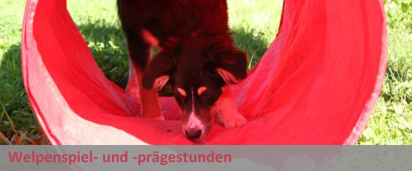 Welpen Spiel- und Prägestunden
