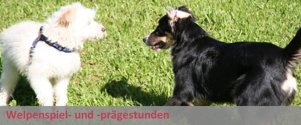 Welpen Spiel- und Prägestunden