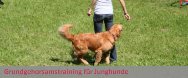 Grundgehorsamstraining für Junghunde