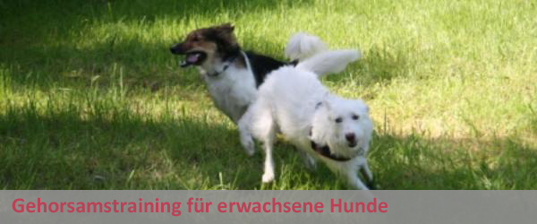 Gehorsamstraining für erwachsene Hunde