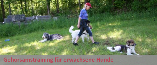 Gehorsamstraining für erwachsene Hunde