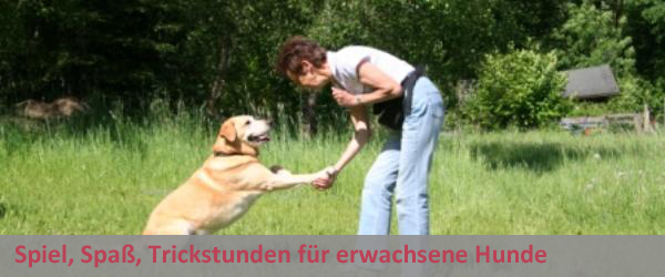 Spiel, Spaß, Trickstunden für Erwachsene Hunde
